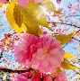 中国科学技术大学毕业要求